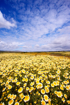 Wildflowers in a field, Carrizo Plain National Monument, California, USA