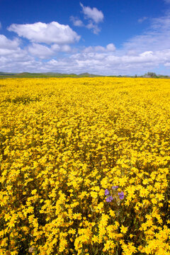 Goldfields on a landscape, Carrizo Plain National Monument, California, USA (Lasthenia chrysotoma)