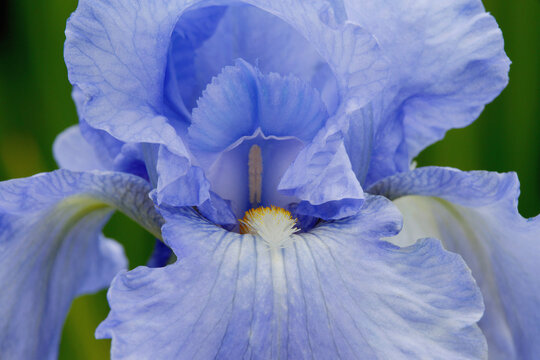 Close-up of a Bearded Iris (Iris germanica)