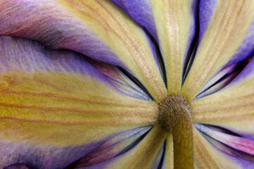 Close-up of a clematis