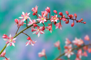 Close-up of heucherella flowers