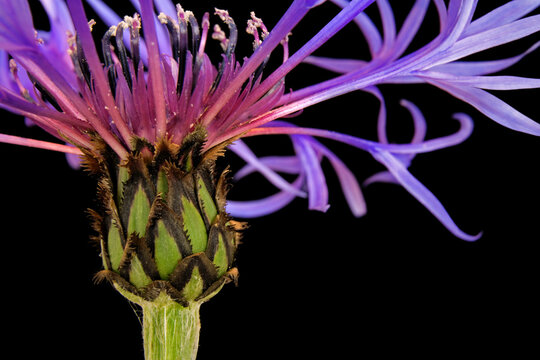 Close-up of a flower