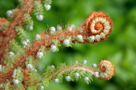 Close-up of Fiddlehead Fern