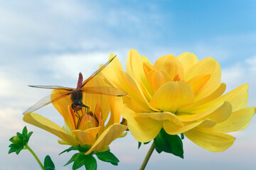 Close-up of a Red Dragonfly pollinating a flower