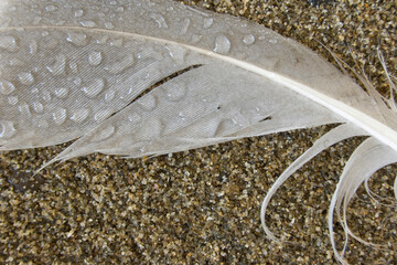 Close-up of water drops on a feather