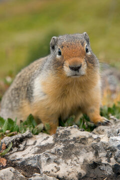 Close-up of a Columbian Ground Squirrel on a rock (Spermophilus columbianus)