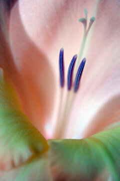 Close-up of a gladiola
