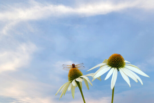 Red Dragonfly pollinating a coneflower (Echinacea purpurea)