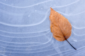 Close-up of an autumn leaf in water
