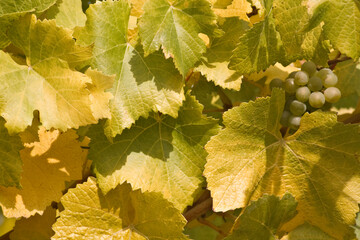 Close-up of grapes with leaves on branch, Willamette Valley, Oregon, USA