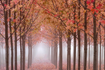 Autumnal maple trees in a forest, Willamette Valley, Oregon, USA