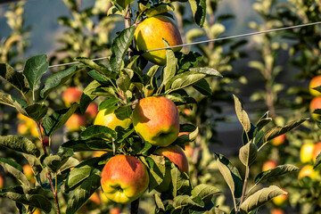 apple plantation, espalier fruit