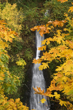 Waterfall in a forest, Shepperd's Dell, Columbia River Gorge, Oregon, USA