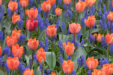 Tulips in Garden 