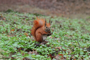 Wet red squirrel with nuts  in a paws is sitting  on the  old  branch among  the  young spring greens. Wild animals photos outdoors