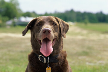 Close-up of a dog