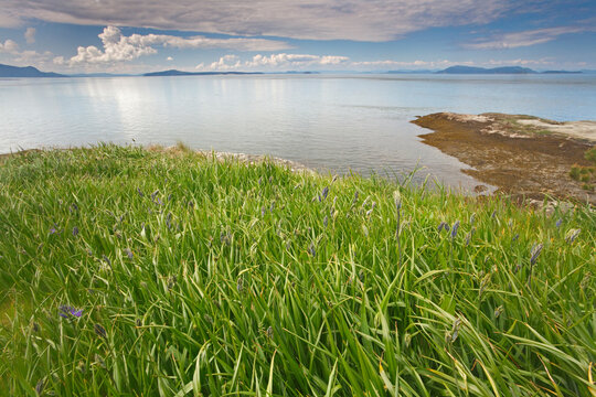 USA, Washington, San Juan Islands, Sucia Island, Camas plants