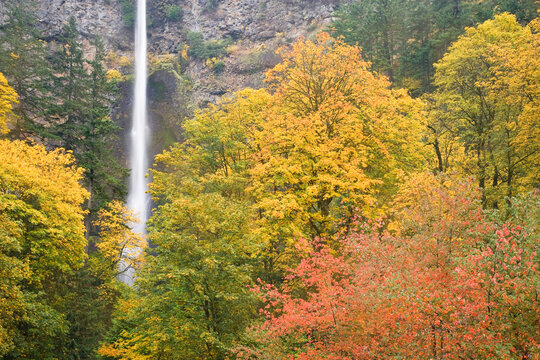 Waterfall in a forest, Multnomah Falls, Columbia River Gorge, Oregon, USA