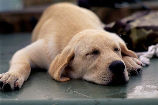 Close-up of a puppy dog sleeping