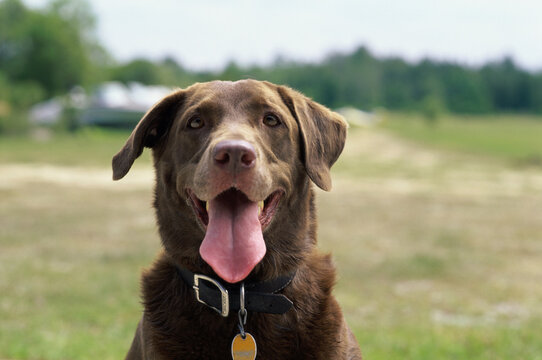 Close-up of a dog
