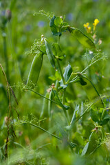 agricultural field where green peas are grown