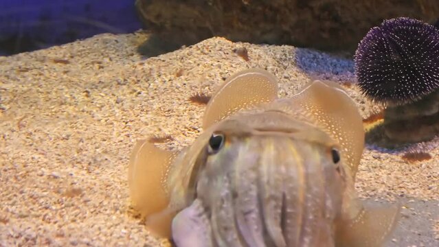 Sepia officinalis species living in the Mediterranean Sea, North Sea, and Baltic Sea or South Africa. Front view of a Common cuttlefish in an aquarium on blue background moving its tentacles.