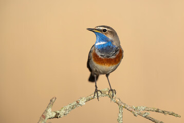 Bluethroat bird close up ( Luscinia svecica )