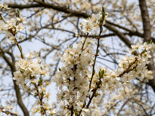 Apple tree flowers. Blooming apple trees.