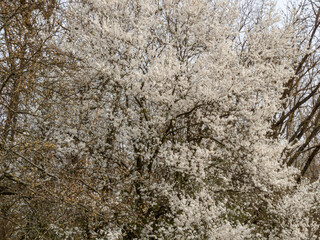 Apple tree flowers. Blooming apple trees.