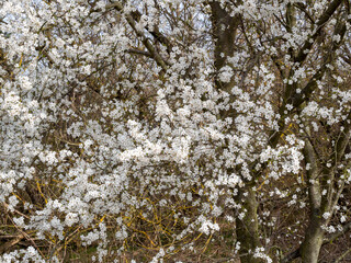 Apple tree flowers. Blooming apple trees.