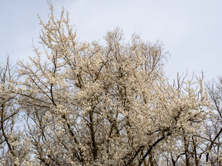 Apple tree flowers. Blooming apple trees.