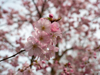 Blooming cherry. Blossoming cherry tree. cherry blossoms