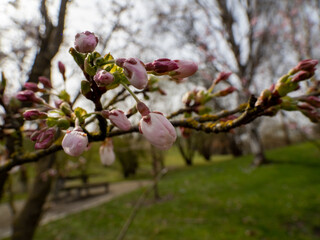 Blooming cherry. Blossoming cherry tree. cherry blossoms