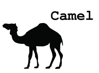 camel on the white background