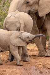 Fototapeta premium Cute elephant calf trying to drink water, Addo Elephant National Park