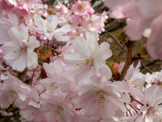 Blooming cherry. Blossoming cherry tree. cherry blossoms