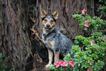 Blue Heeler sitting near a tree