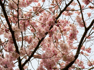 Blooming cherry. Blossoming cherry tree. cherry blossoms