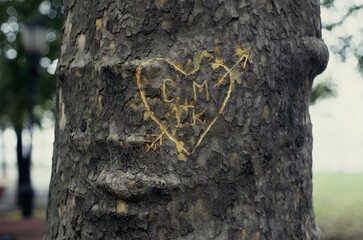 Close-up of a heart carved on a tree trunk
