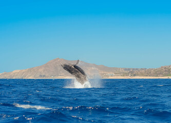 Fototapeta premium Sighting whales in Baja California Sur
