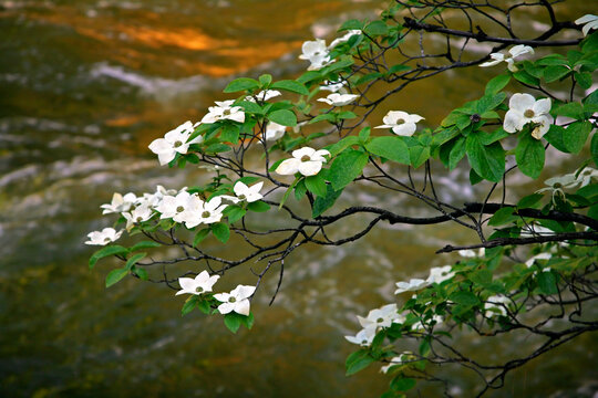 Close-up of a twig of a Pacific Dogwood, Yosemite National Park, California, USA
