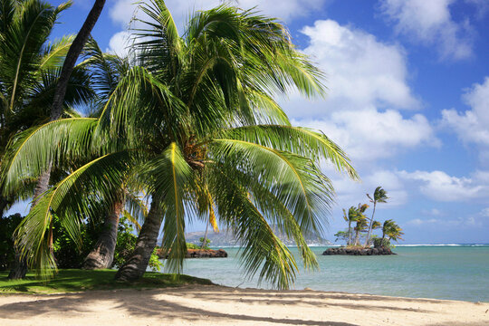 Palm trees on the beach, Oahu, Hawaii, USA