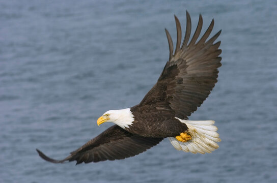 Close-up of a Bald Eagle flying over the sea (Haliaeetus leucocephalus)
