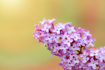 Branch with spring lilac flowers in garden isolated