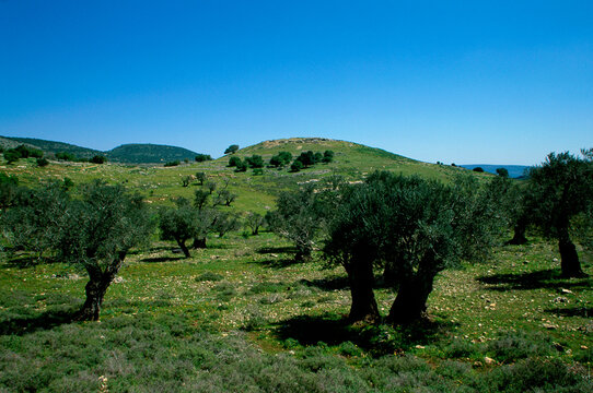 Olive grove in a field, Galillee, Israel