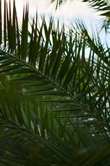 Palm tree branches in the wind, tropical and exotic plant