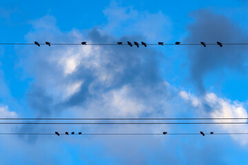 Birds (pigeons) silhouette sit in a row on parallel power lines in the city with blue sky and cloud in the background. Color wildlife photo in urban environment.