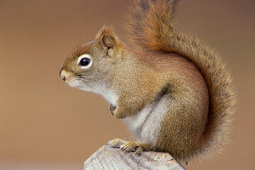 Red Squirrel on a tree stump