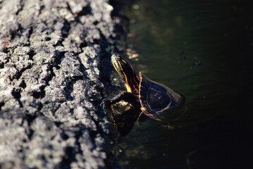 Painted Turtle