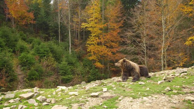 Single wild brown bear lies in a beautiful autumn forest with stones on a green grass and yellow trees
